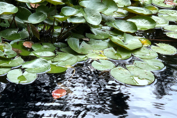 无氟防水剂对热熔粘合衬布剥离强度的影响