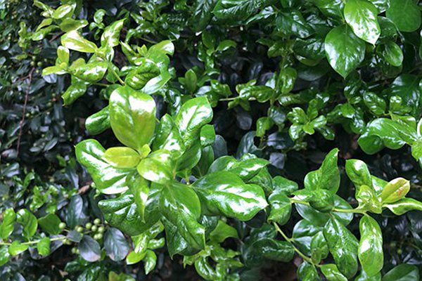 郑棉横盘震荡难突破？一文看懂后续走势